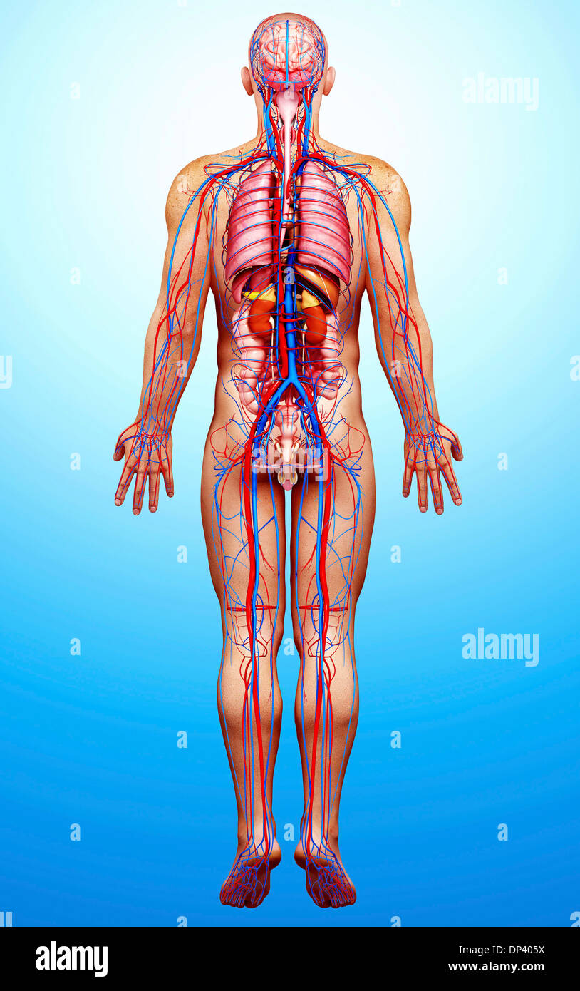 Menschliches Herz-Kreislauf-System, artwork Stockfoto