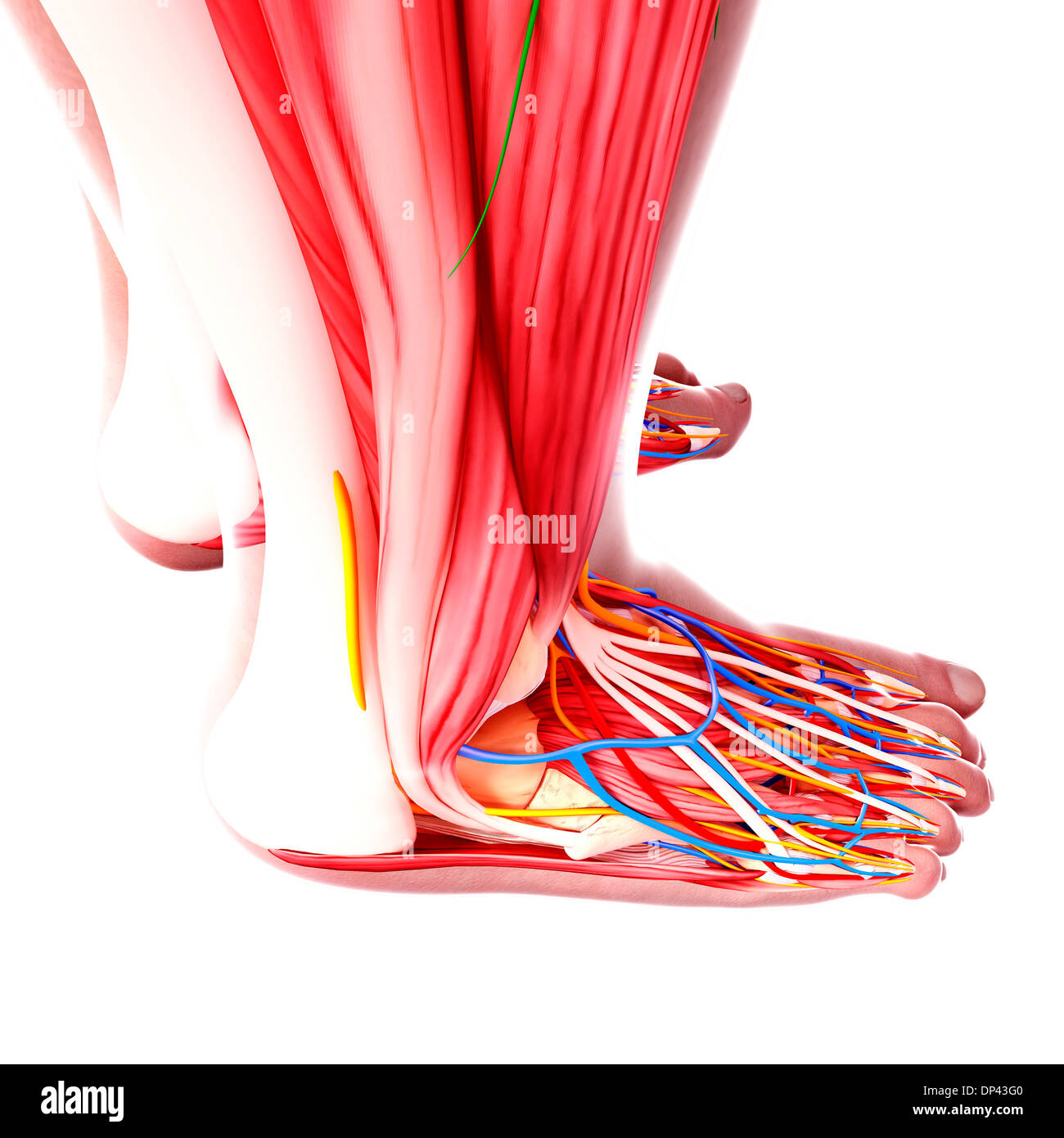 Anatomie des menschlichen Fußes, artwork Stockfotografie - Alamy