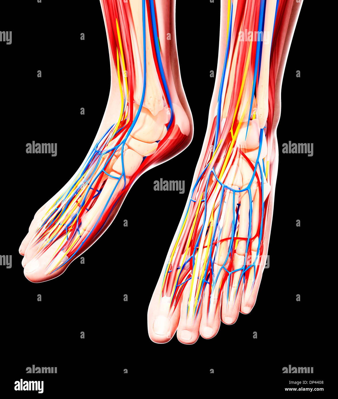 Anatomie des menschlichen Fußes, artwork Stockfotografie - Alamy