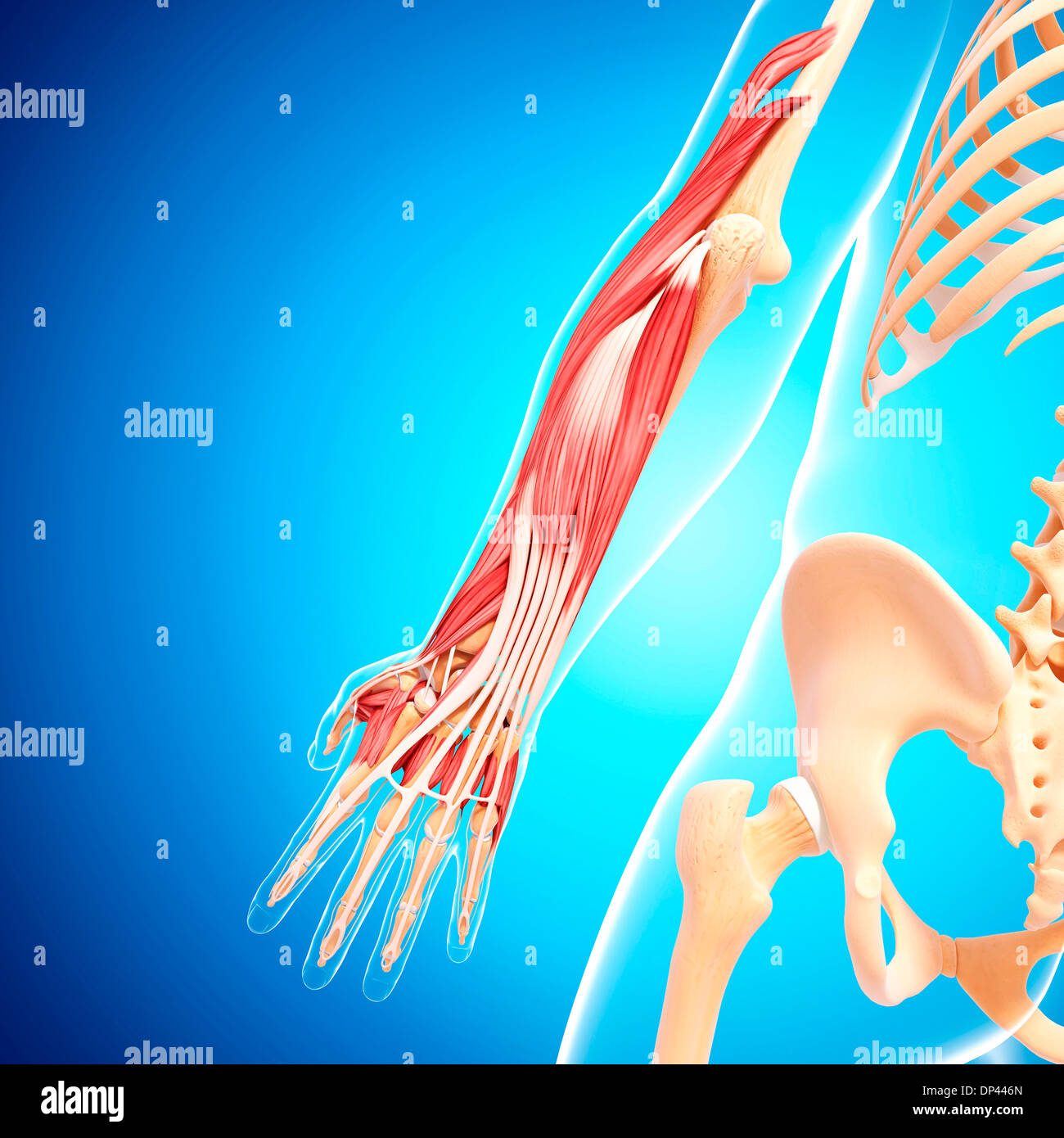 Menschlicher Arm Muskulatur, artwork Stockfoto