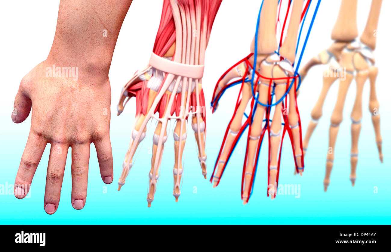 Anatomie der menschlichen Hand, artwork Stockfoto