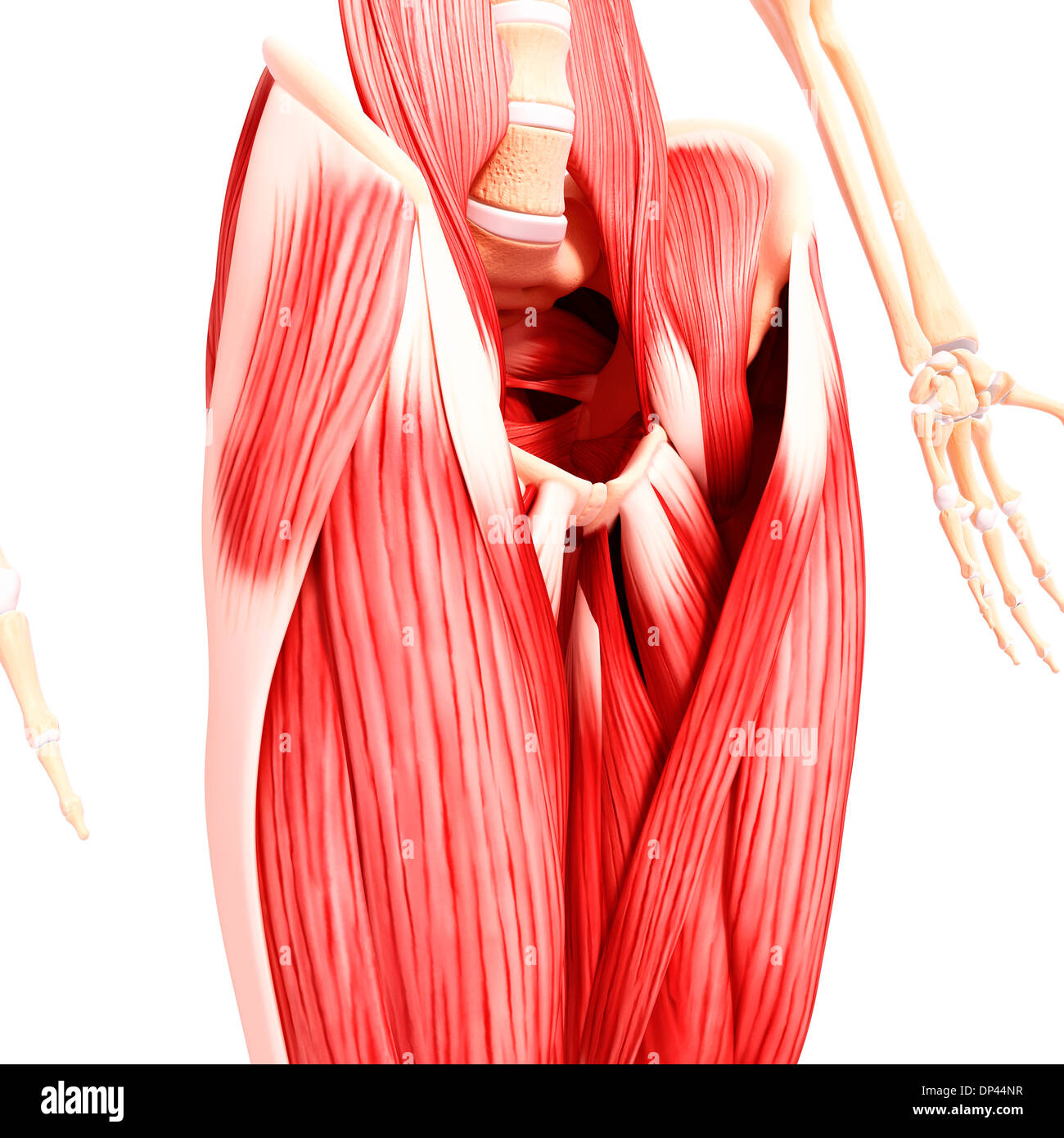 Menschliche Muskulatur, artwork Stockfotografie - Alamy