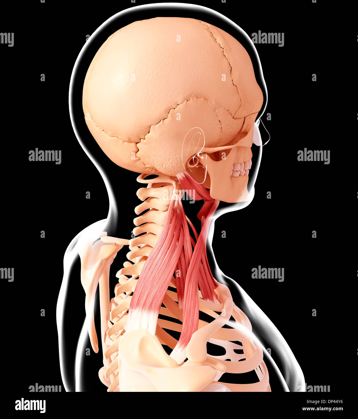 Menschlichen Halsmuskulatur, artwork Stockfoto