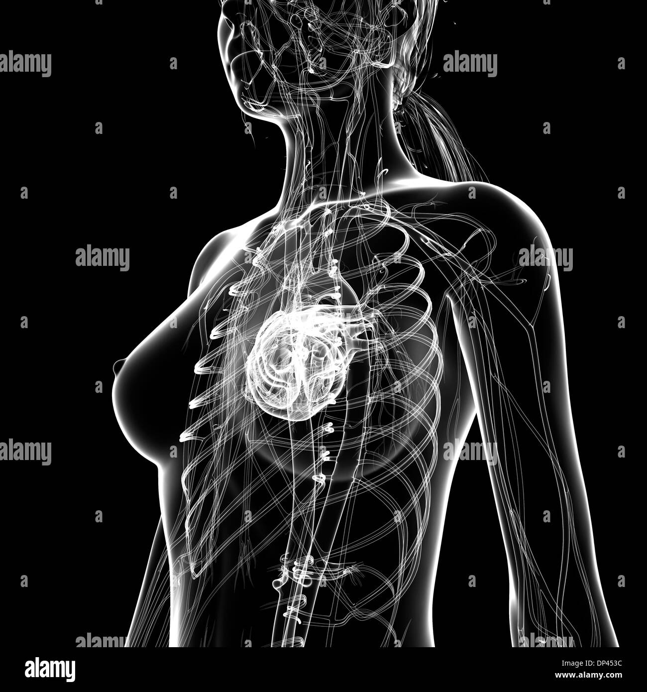 Das weibliche Herz-Kreislauf-System, artwork Stockfoto Das weibliche Herz-Kreislauf-System, artwork Stockfoto
