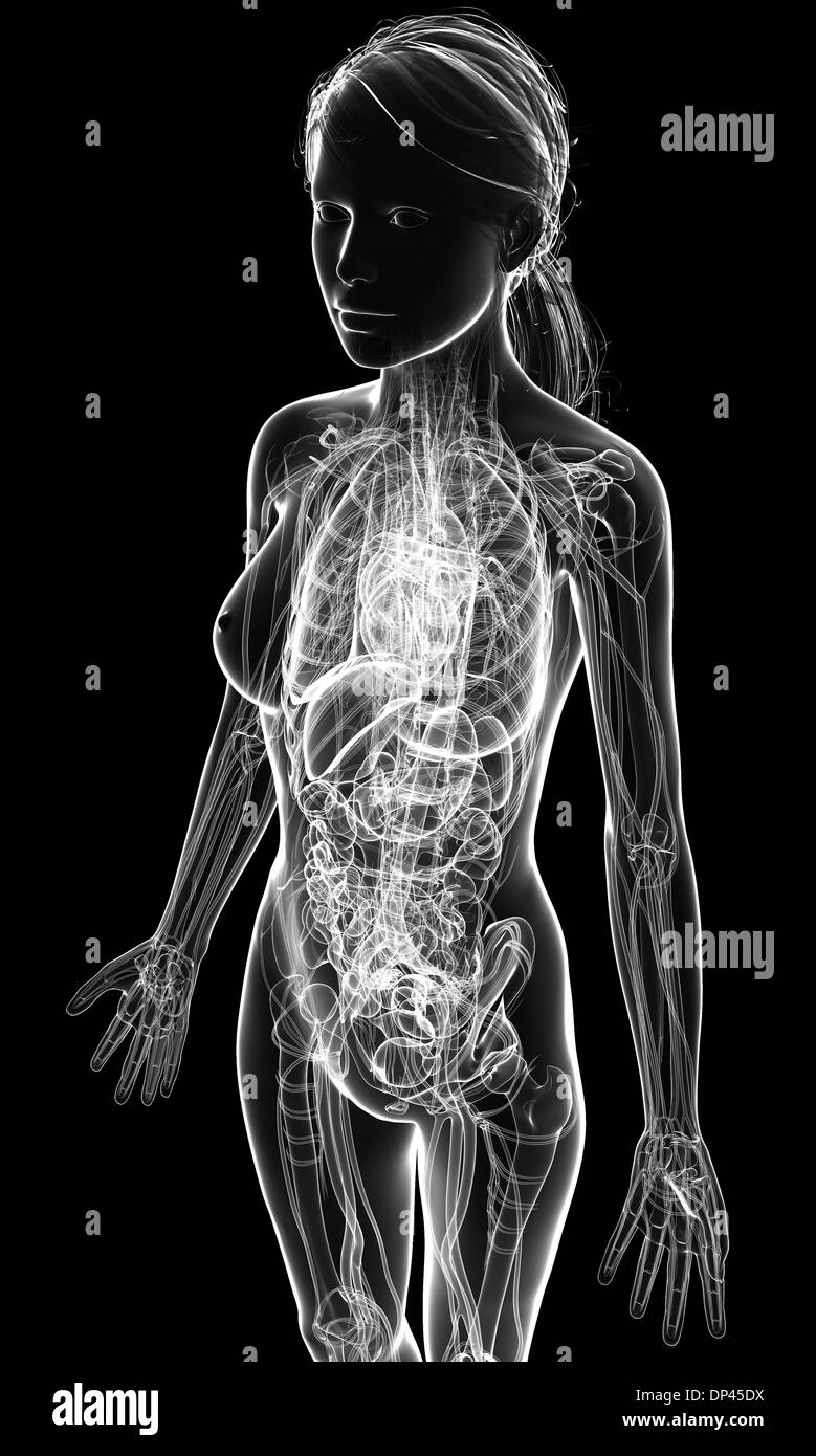 Das weibliche Herz-Kreislauf-System, artwork Stockfoto Das weibliche Herz-Kreislauf-System, artwork Stockfoto
