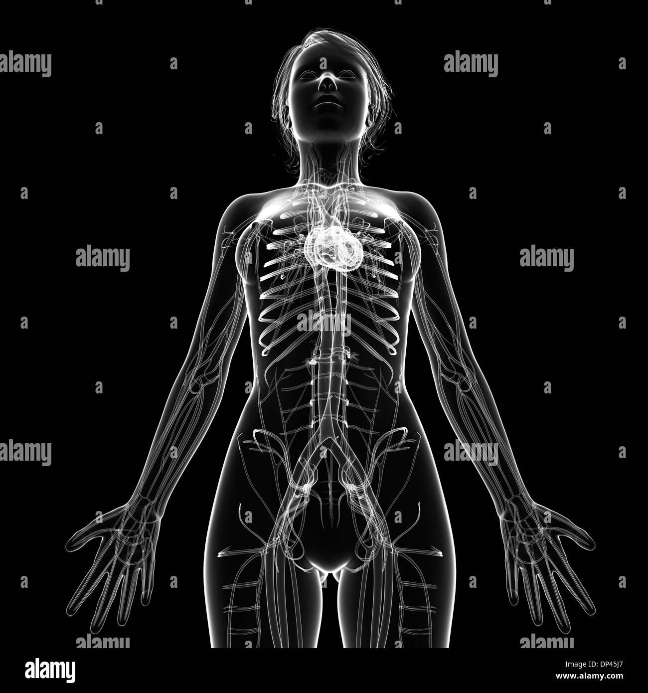 Das weibliche Herz-Kreislauf-System, artwork Stockfoto Das weibliche Herz-Kreislauf-System, artwork Stockfoto