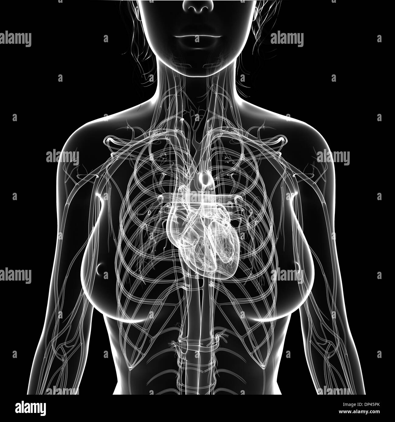Das weibliche Herz-Kreislauf-System, artwork Stockfoto Das weibliche Herz-Kreislauf-System, artwork Stockfoto