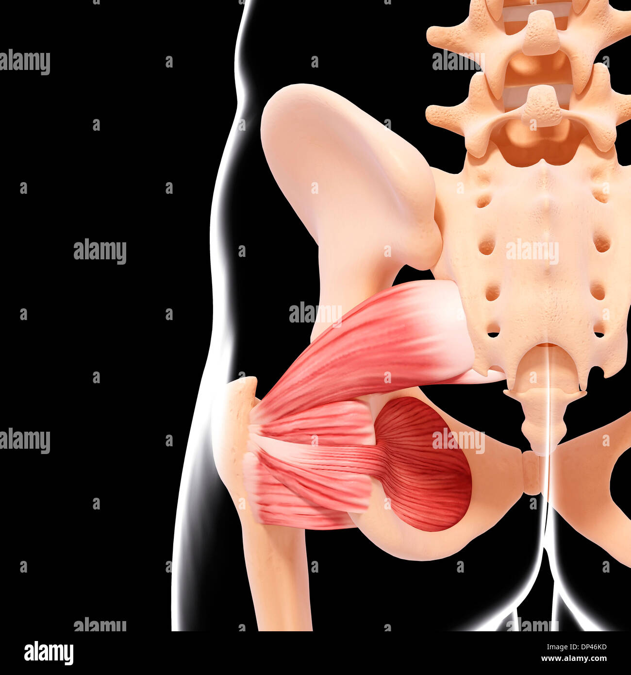 Menschlichen Hüfte Muskulatur, artwork Stockfoto