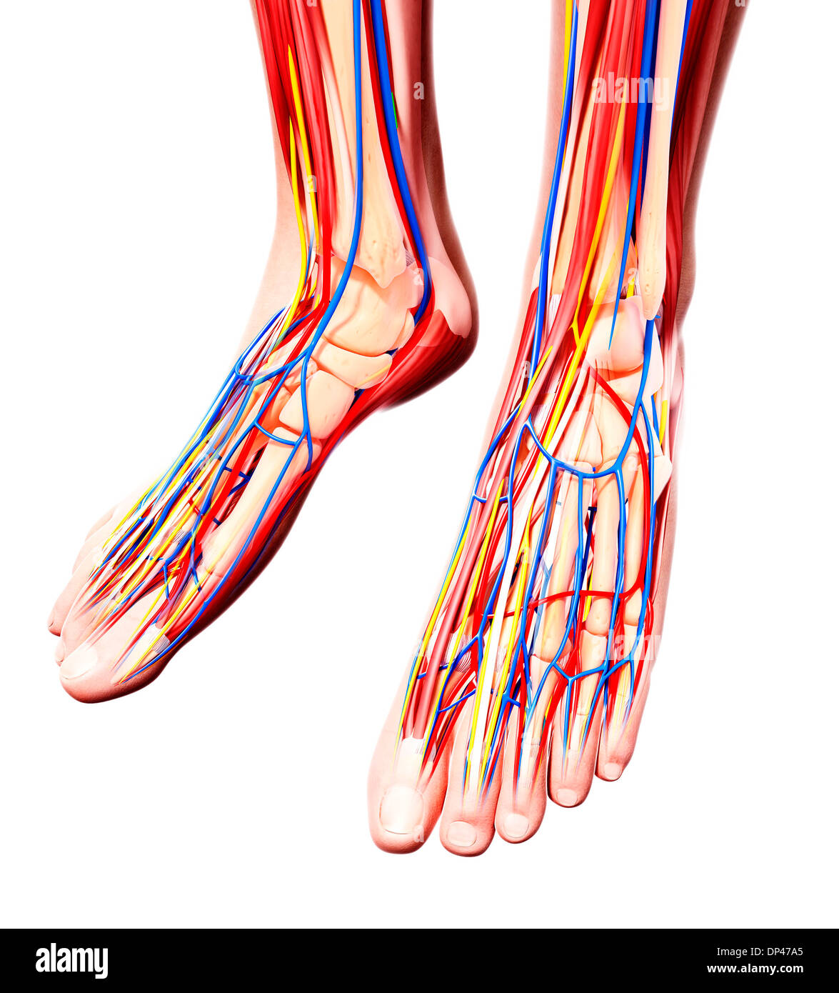 Anatomie des menschlichen Fußes, artwork Stockfotografie - Alamy