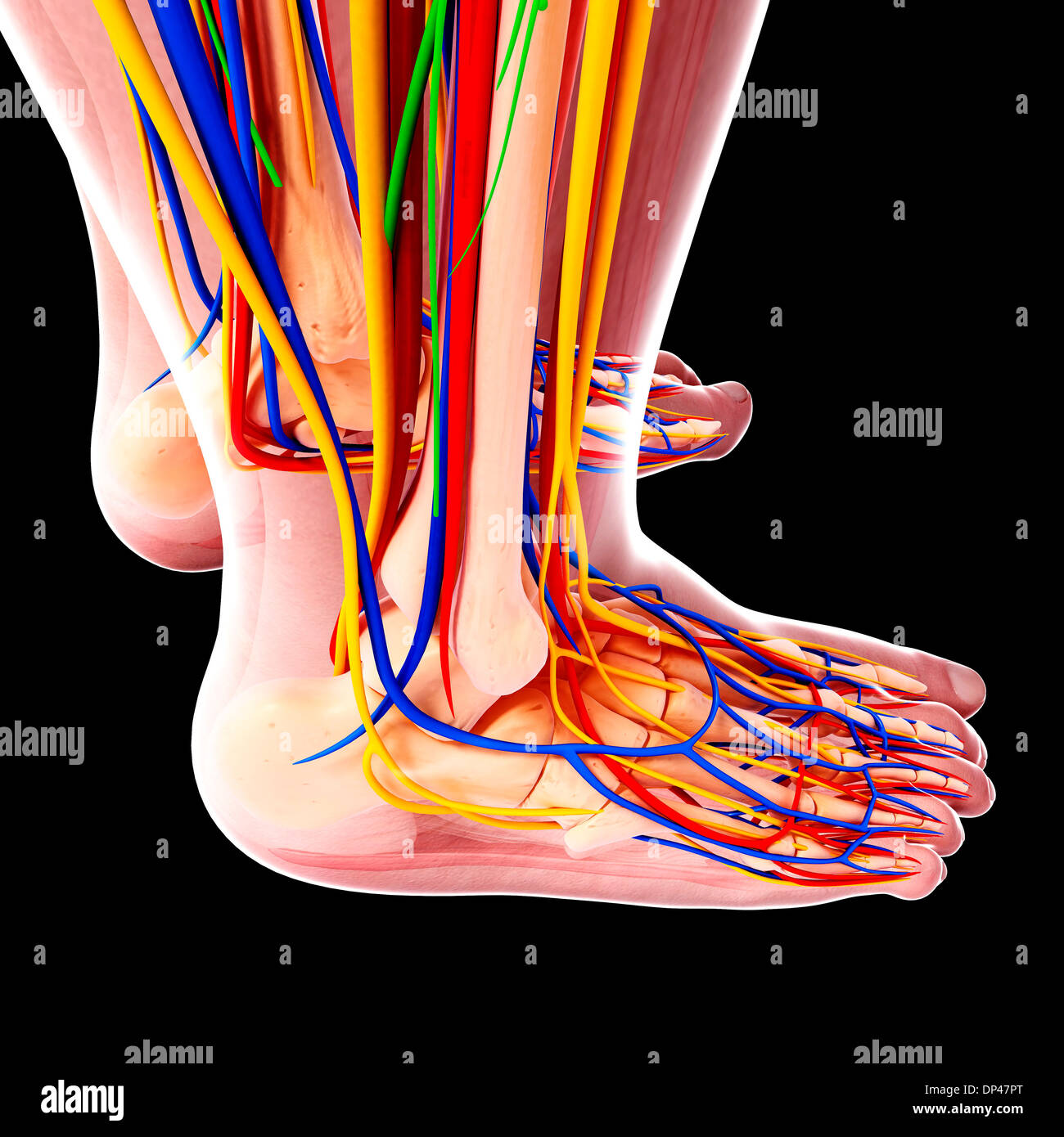 Anatomie des menschlichen Fußes, artwork Stockfotografie - Alamy
