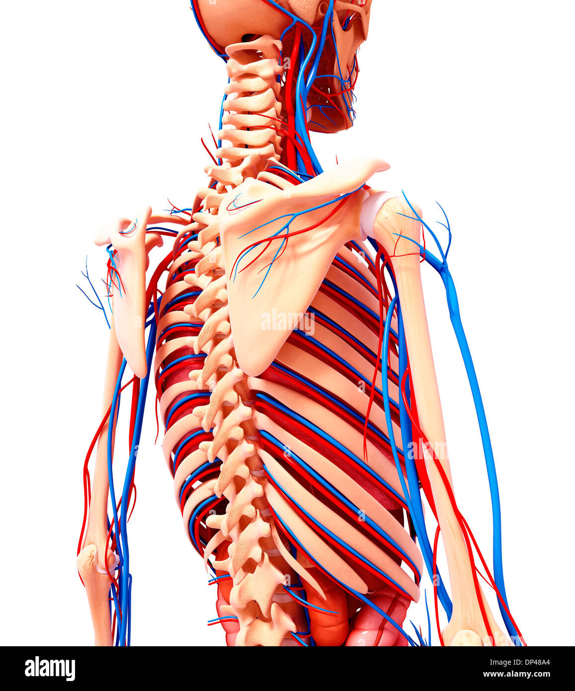 Menschliche Anatomie, artwork Stockfoto