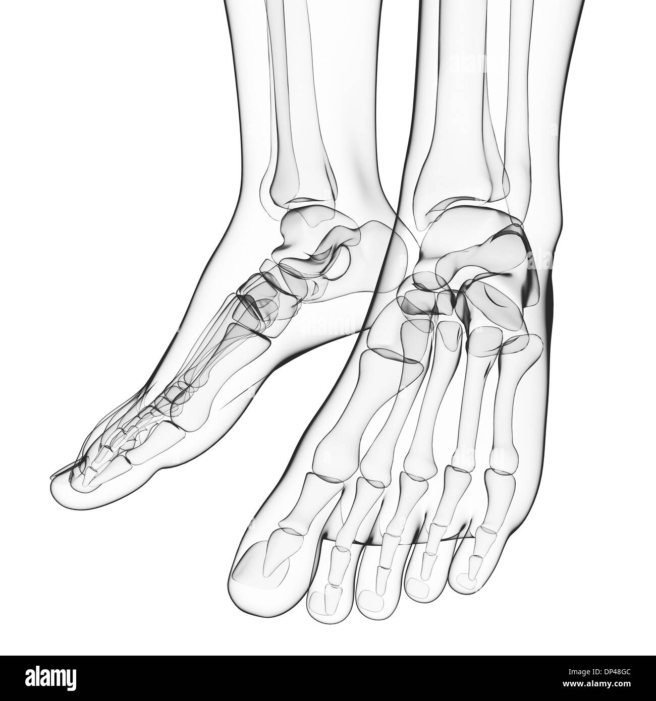 Menschlichen Fußknochen, artwork Stockfoto