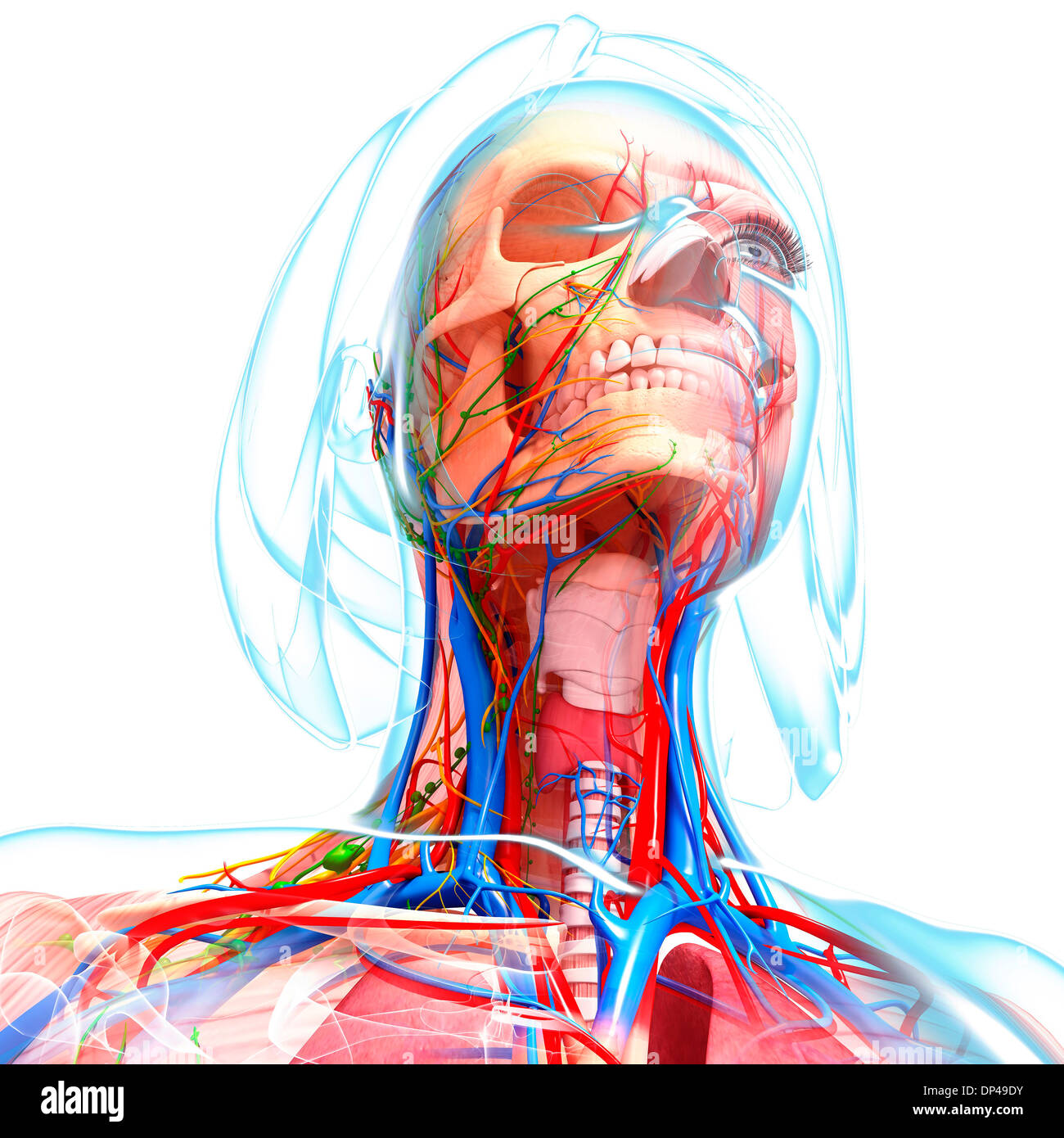 Weibliche Anatomie, artwork Stockfoto