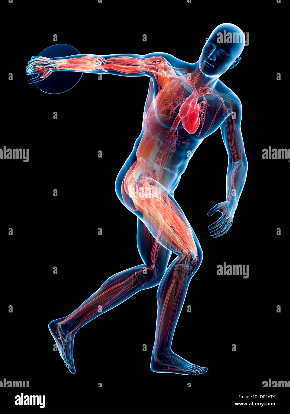 Männliche Anatomie, artwork Stockfoto