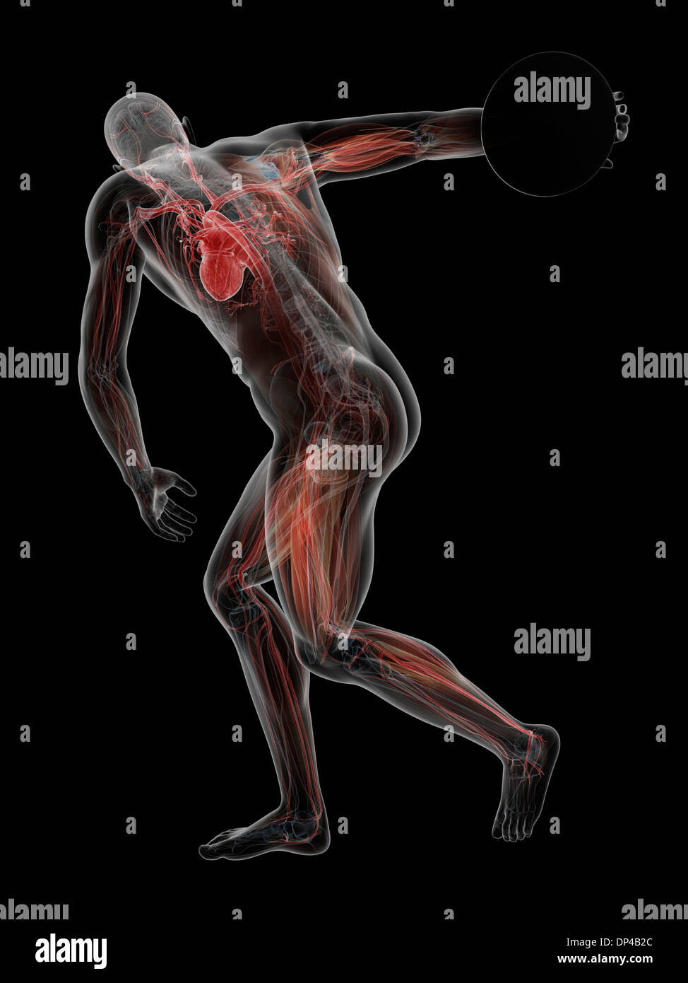 Männliche Anatomie, artwork Stockfoto