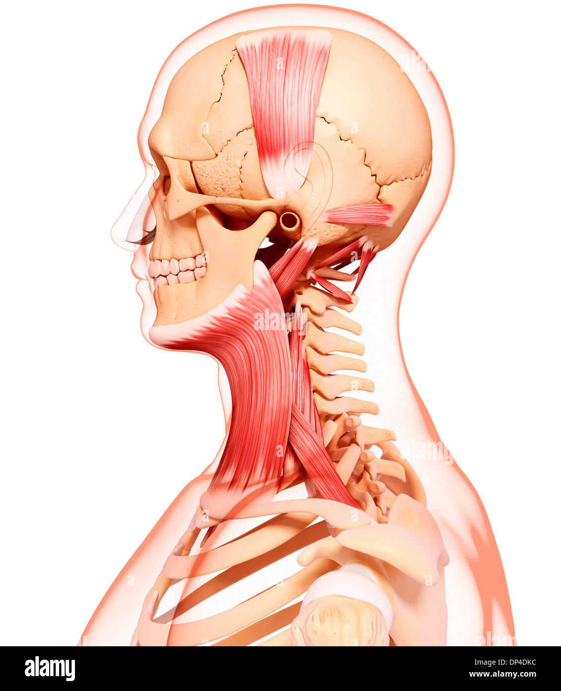 Menschlichen Halsmuskulatur, artwork Stockfoto