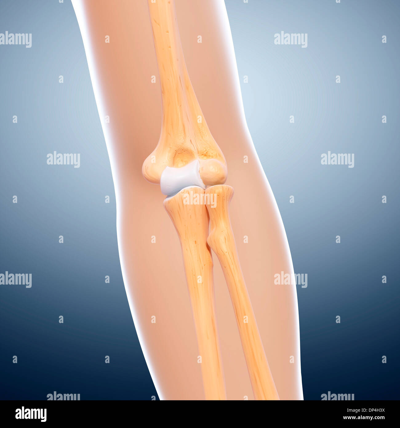 Menschlicher Arm Knochen, artwork Stockfoto