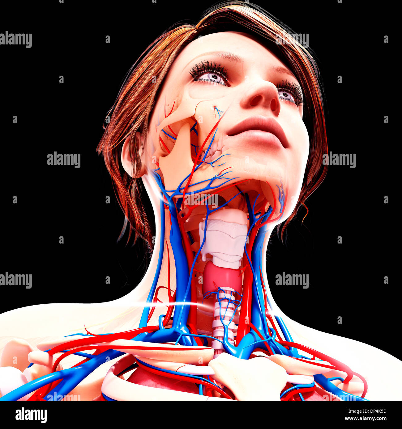 Weibliche Anatomie, artwork Stockfoto