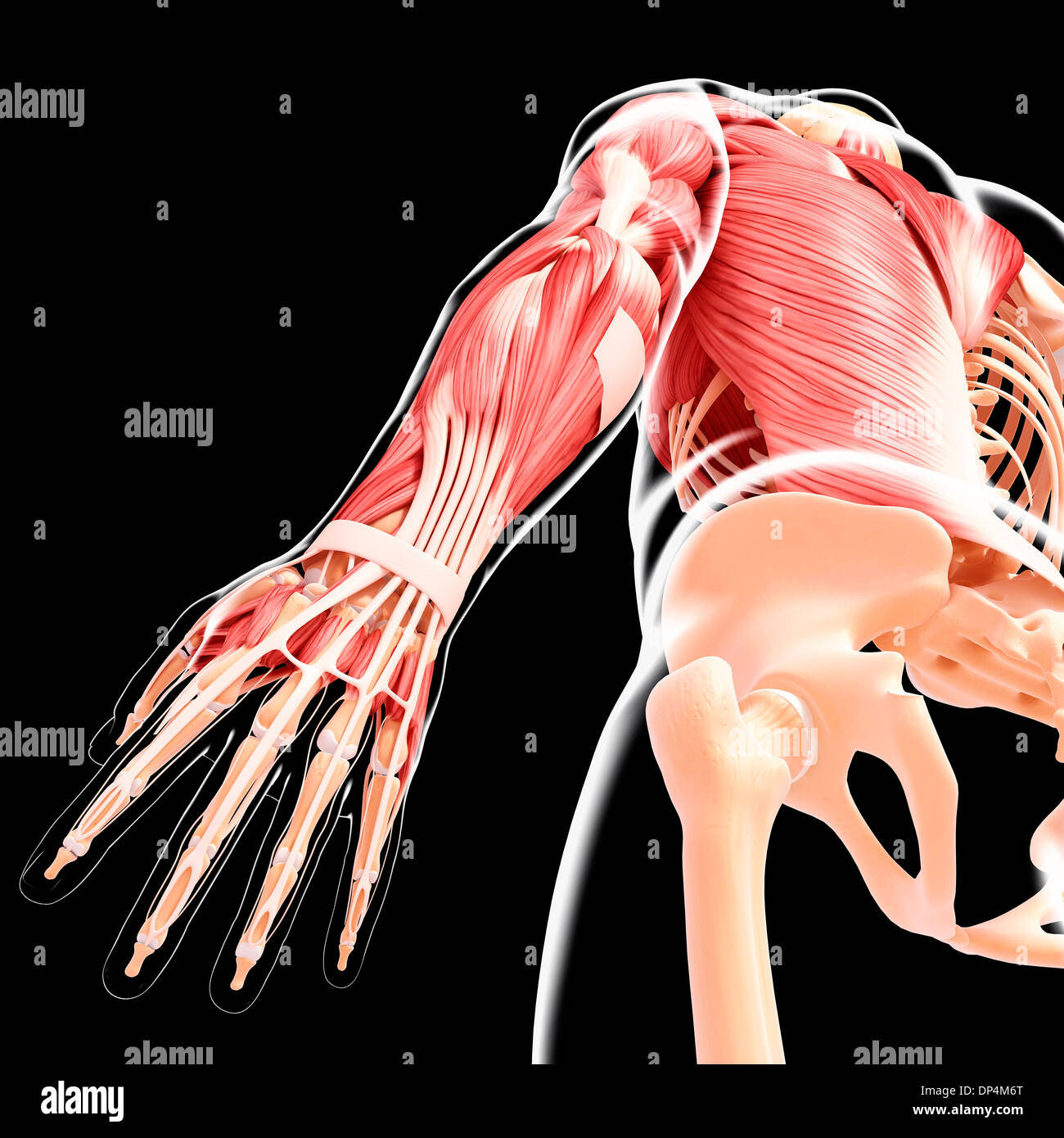 Menschliche Muskulatur, artwork Stockfoto