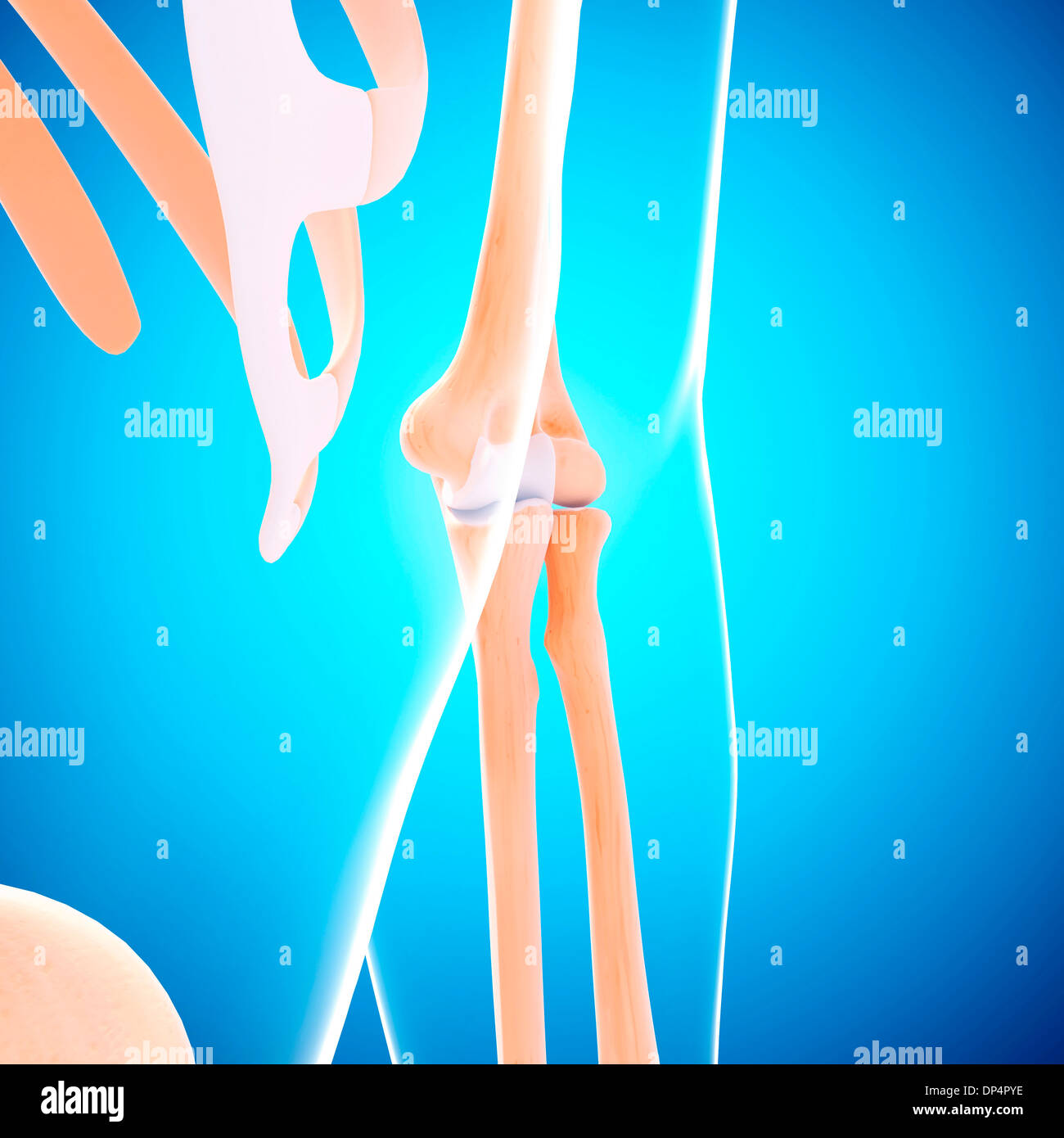 Menschlicher Arm Knochen, artwork Stockfoto