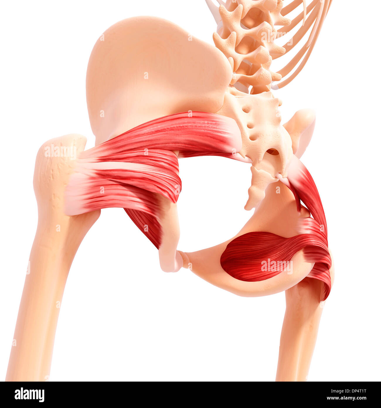 Menschlichen Hüfte Muskulatur, artwork Stockfotografie - Alamy