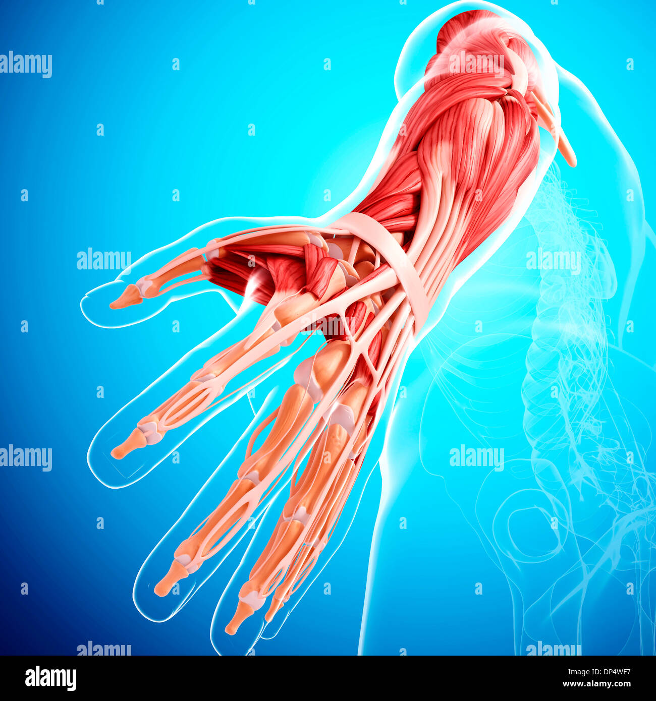 Menschlicher Arm Muskulatur, artwork Stockfoto