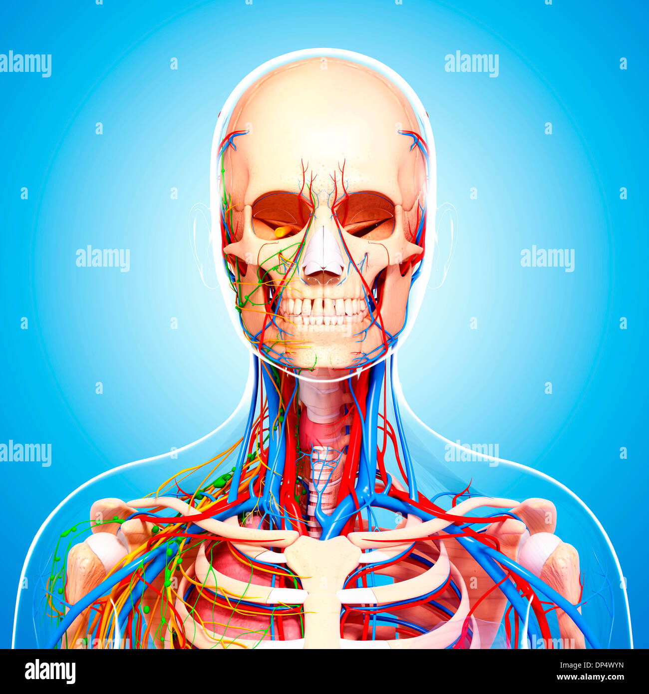Menschliche Anatomie, artwork Stockfoto