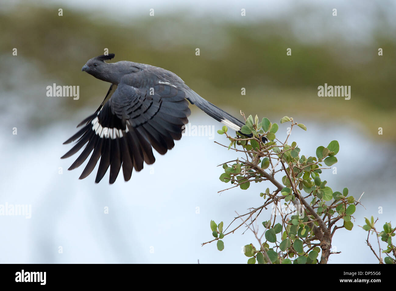 White-bellied Go-away-Bird, Kenia Stockfoto