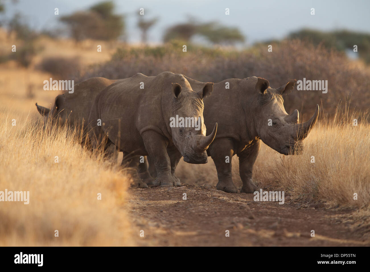 Zwei weiße Rhinos blockieren die Straße, Kenia Stockfoto