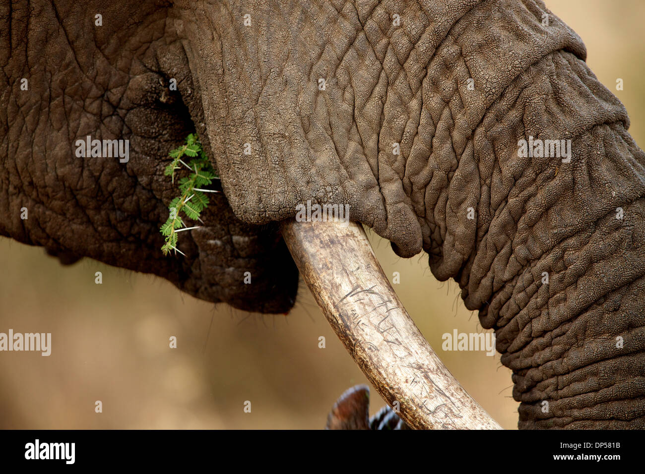 Elefant im Mund Tusk und Stamm, Kenia Stockfoto