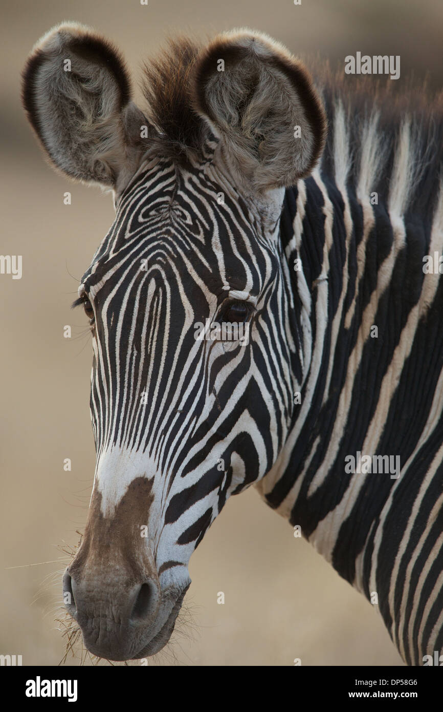 GREVY Zebra, Lewa Conservancy, Kenia Stockfoto
