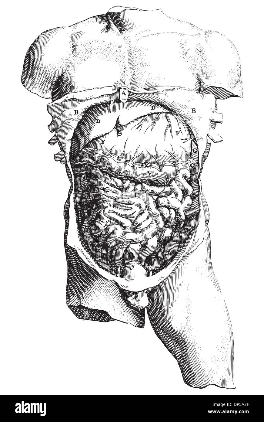 Alten Stil Vektor-Gravur des internen menschlichen Körpers Stockfoto