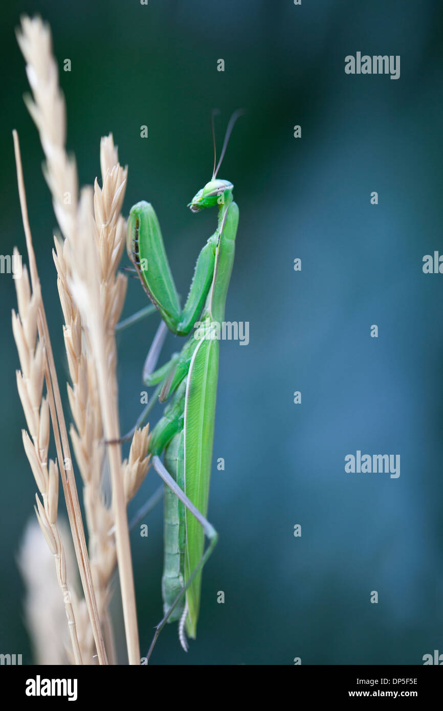 Grüne Gottesanbeterin auf Stroh. Stockfoto