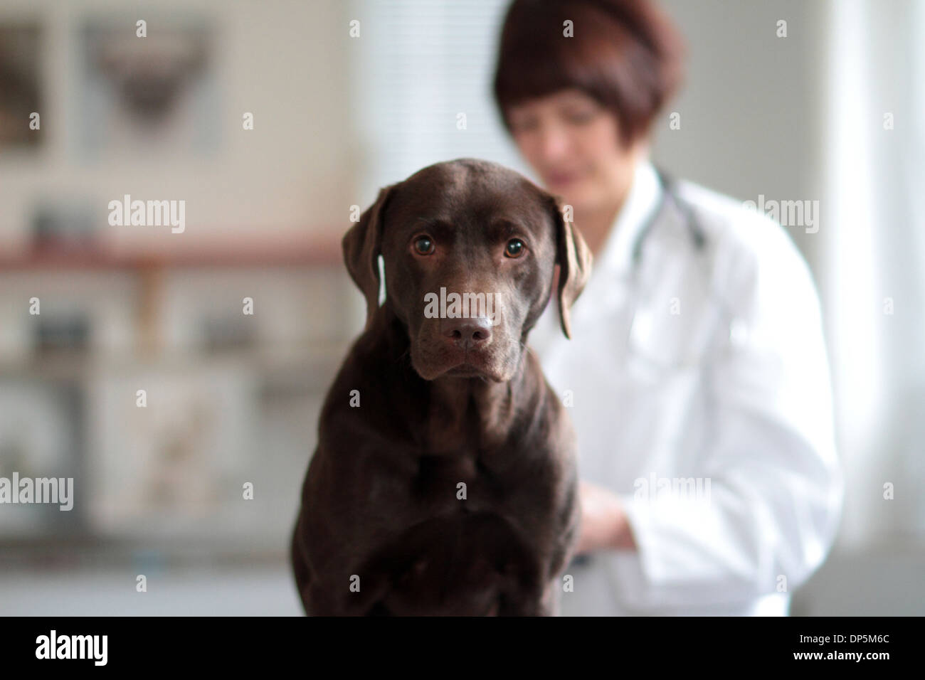 eine tierärztliche Frau mittleren Alters kaukasischen ein Hund Mittel hoch in der Chirurgie für Haustiere untersucht Stockfoto