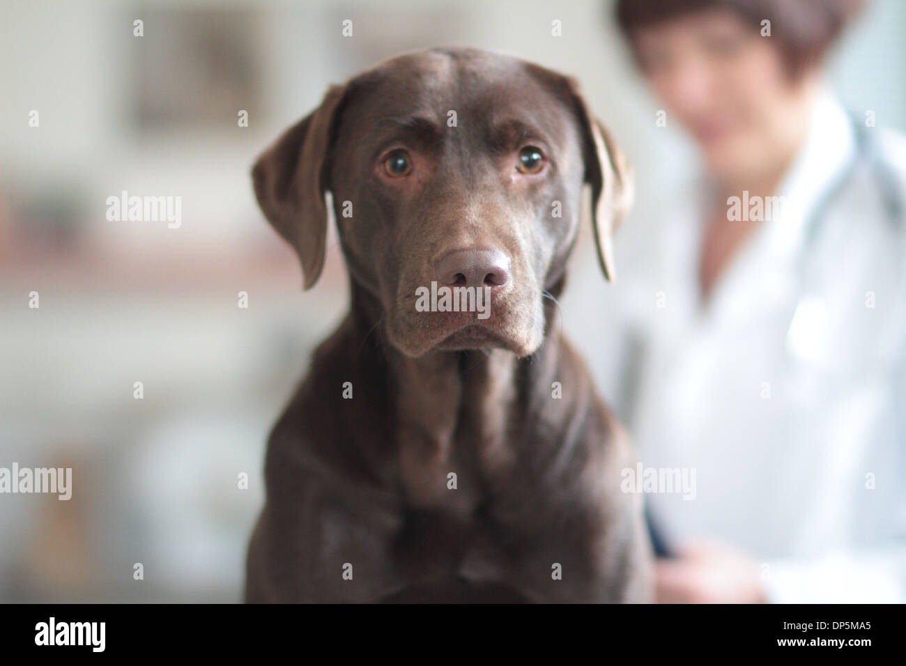eine tierärztliche Frau mittleren Alters kaukasischen ein Hund Mittel hoch in der Chirurgie für Haustiere untersucht Stockfoto