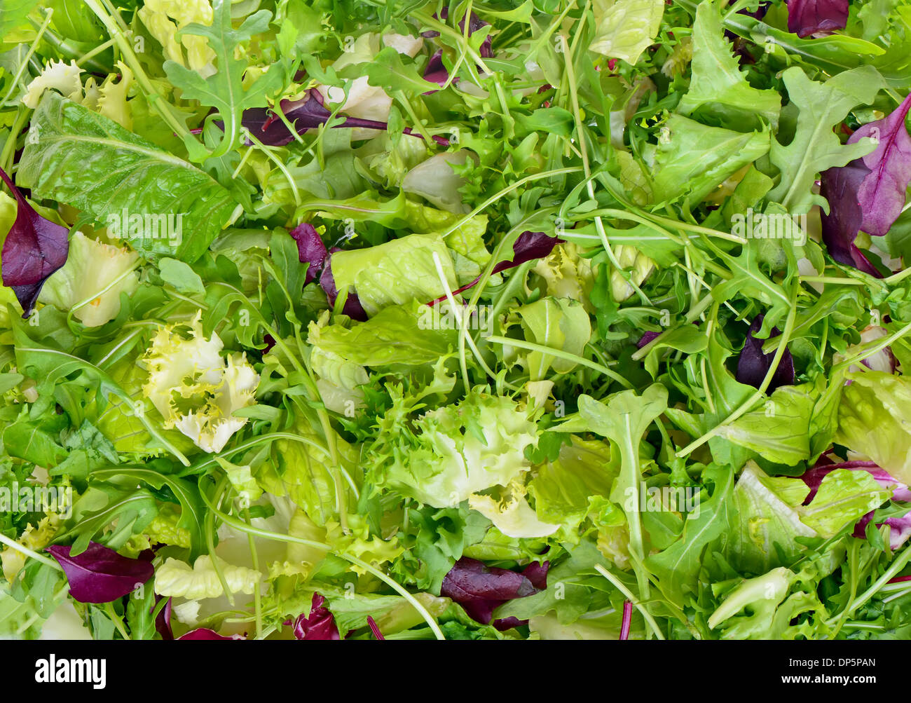 Salat-Mix mit Rucola, Frisee, Radicchio und Kopfsalat Stockfoto