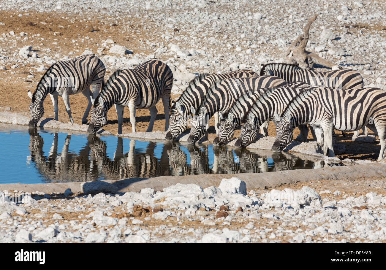 Zebras am Wasserloch Stockfoto