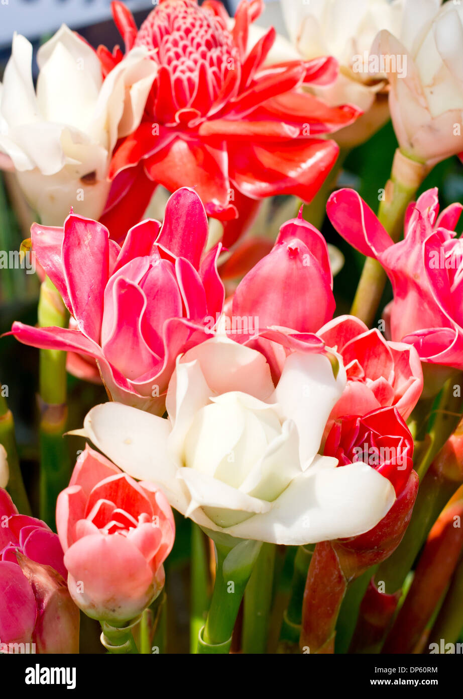 Fackel-Ingwer Blumen. Stockfoto