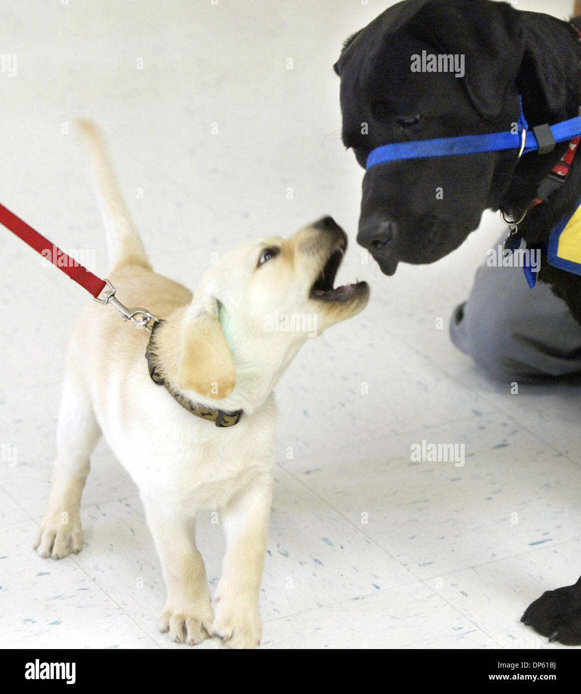 3 Oktober 2006 West Palm Beach Fl Usa Samuri Grusst Links Tash Bei Einer Trainingseinheit Auf Dem Palm Beach County Sheriff Office Palisade Samuri Und Stellt Solis Sind 8 Wochen Alten Labrador Retriever Golden