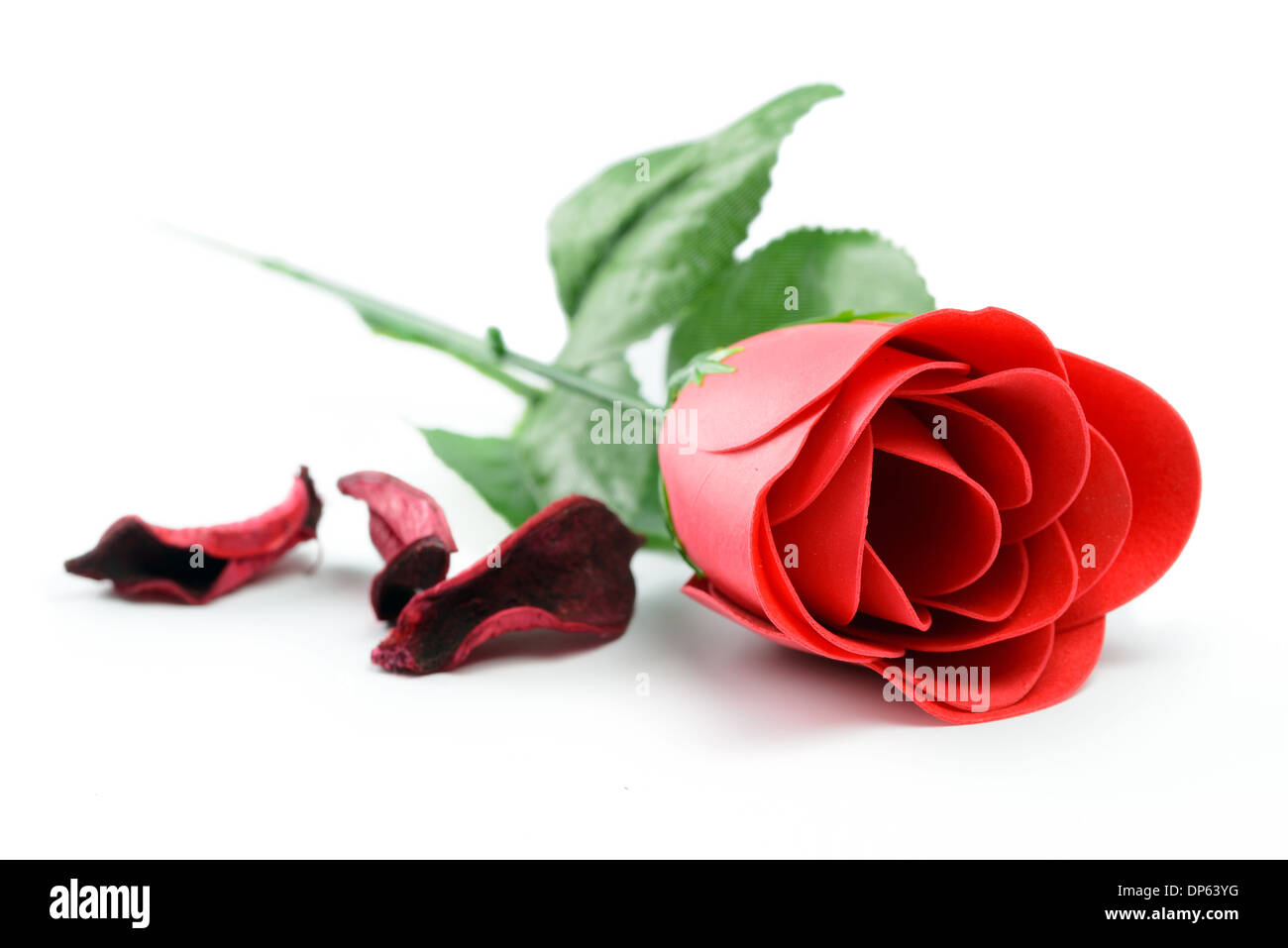 Rote rose Blume mit trockenen Blütenblätter isoliert auf weißem Hintergrund Stockfoto
