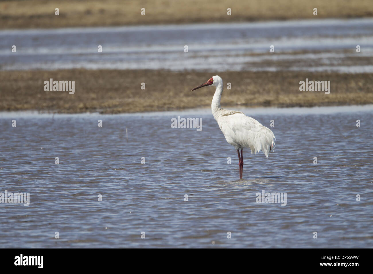 Sibirischer Kranich (Leucogeranus Leucogeranus) Erwachsenen, Zucht Gefieder, stehend im Wasser, Nordost-China, Mai Stockfoto