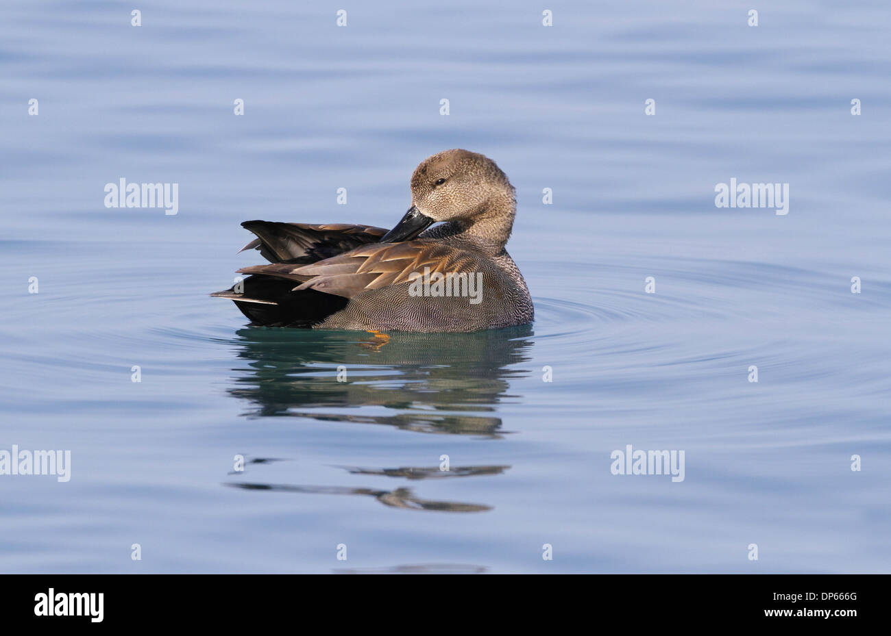 Gadwall (Anas Strepera) Männchen, putzen auf dem Wasser, den Genfer See, Schweiz, April Stockfoto