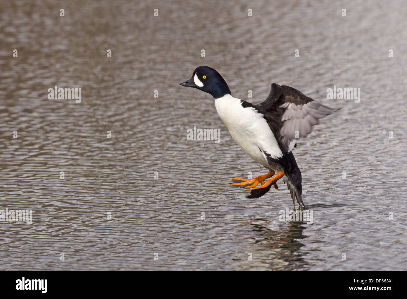 Barrow Goldeneye (Bucephala Islandica) Männchen, im Flug, Landung auf Teich, Myvatn, Island, Mai Stockfoto