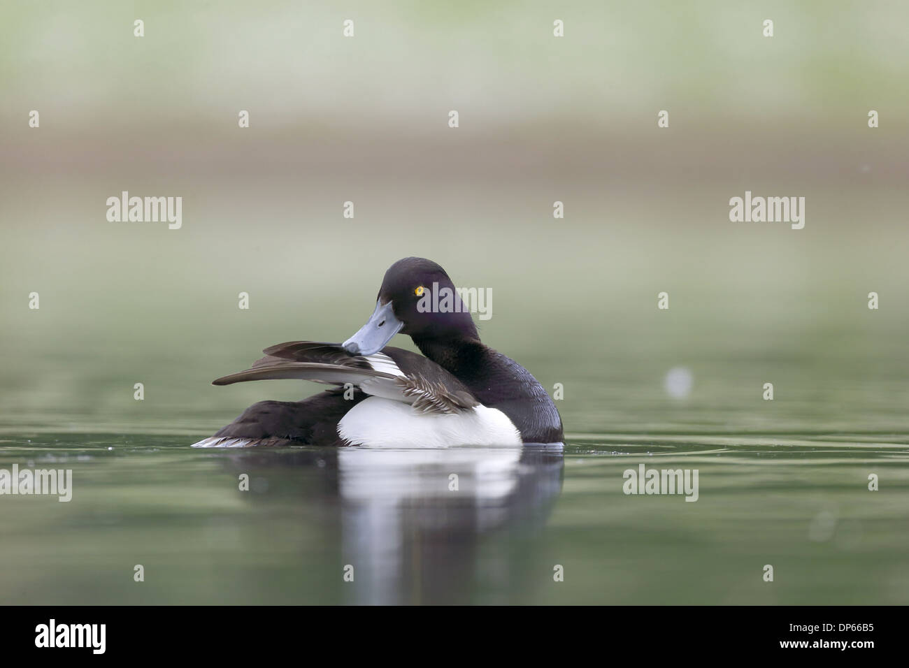 Erwachsene männliche Reiherenten (Aythya Fuligula), putzen auf dem Wasser, Warwickshire, England, Juni Stockfoto