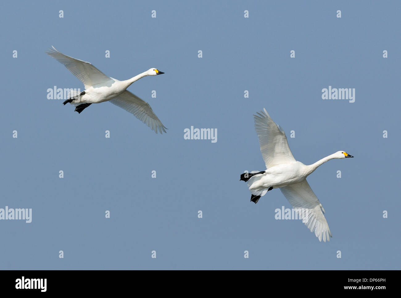 Bewick ´s Schwan oder Tundra-Schwan - Cygnus Bewickii 2 im Flug Stockfoto