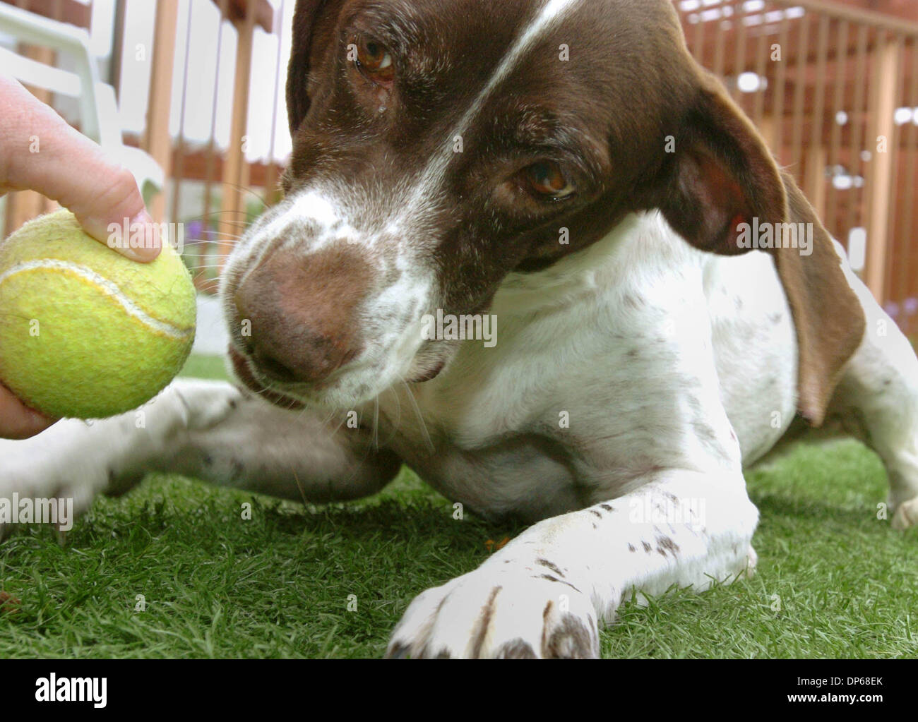 9. Oktober 2006; Carlsbad, Kalifornien, USA; Die Grafschaft von San Diego Department of Animal Services hat ein neues Programm, wo Senioren senior Haustiere kostenlos übernehmen können. MISSY ", ein 8 Jahre Alter Zeiger, dessen Tier ID-Nummer A11144678 ist, spielte Ball mit TIFFANY Schilde im Tierheim in Karlsbad.    Obligatorische Credit: Foto von Don Kohlbauer/SDU-T/ZUMA Press. (©) Copyright 2006 by SDU-T Stockfoto