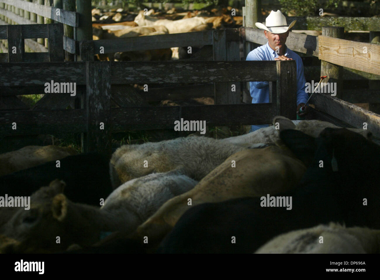 10. Oktober 2006; Basinger, FL, USA; Cowboy Mark Pearce, Oscar Clemons Ranch sortiert Kühe in Vorbereitung für sie nach Texas zu versenden. Ihre Ohrmarken enthalten Informationen, einschließlich ihres Alters.  Obligatorische Credit: Foto von Vada Mossavat/Palm Beach Post/ZUMA Press. (©) Copyright 2006 von Palm Beach Post Stockfoto