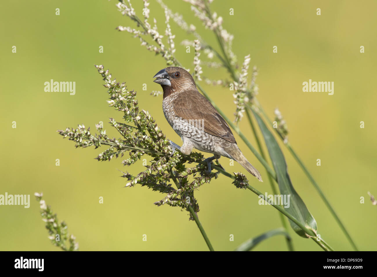 Scaly-breasted Munia (Lonchura Punctulata) Erwachsenen, Zucht Gefieder, ernähren sich von Grassamen, Hong Kong, China, September Stockfoto