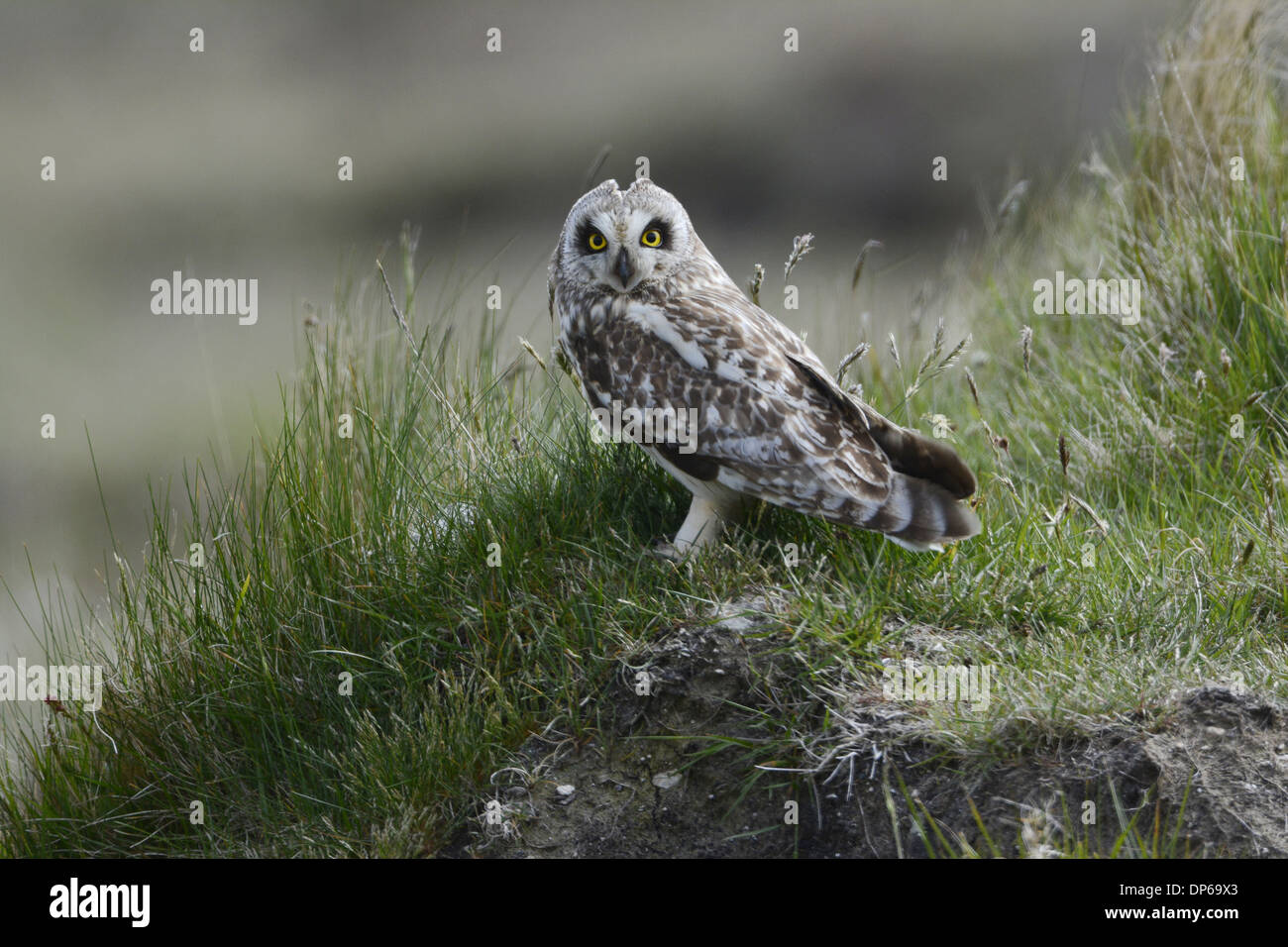 Sumpfohreule (Asio Flammeus) mit"Ohr" Erwachsenen leicht angehoben auf kalkhaltiges North Uist äußeren Hebriden Scotland Stockfoto