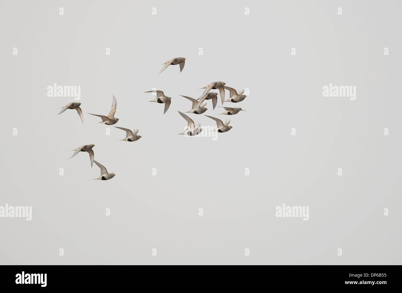 Pallas Sandgrouse (Syrrhaptes Paradoxus) erwachsenen Männchen und Weibchen, strömen im Flug, Yeyahu, Peking, China, Januar Stockfoto